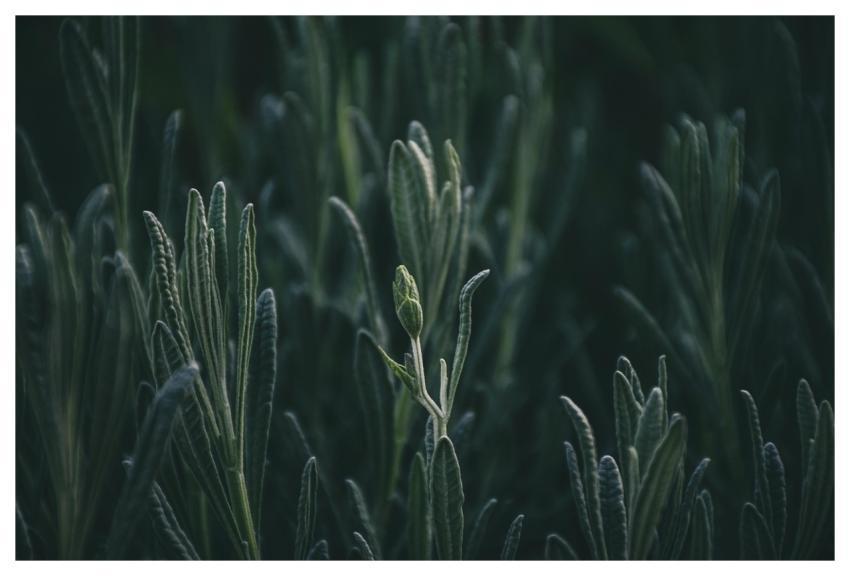 Rosemary Field Hd Wallpaper Food