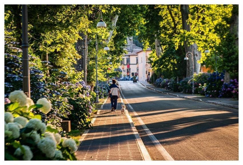 Street Man Dog Beautiful Flowers