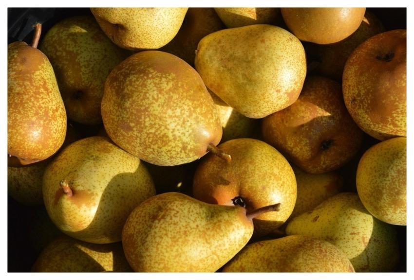 Pear Fruit Fresh Pear Harvest