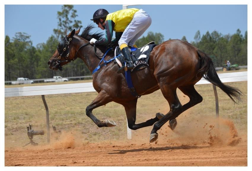 Sport Action Racing Horses