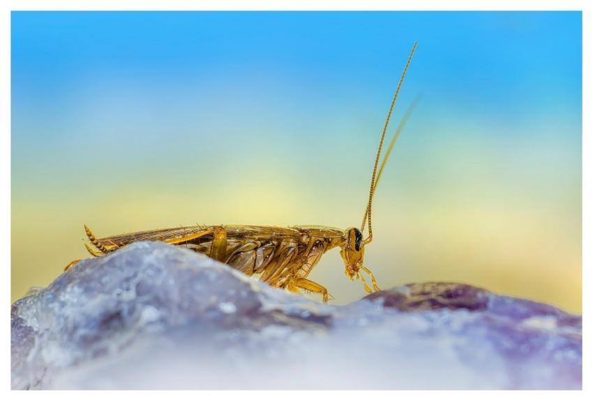 German Cockroach Unhygienic Nature Insect