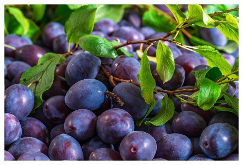 Plums Fruit Food Harvest
