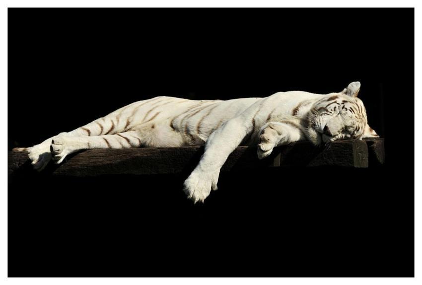 Tiger White Tiger Pet Asleep