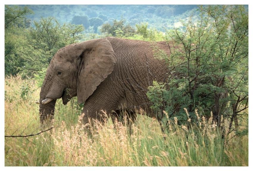 Animal Mammal Elephant Nature