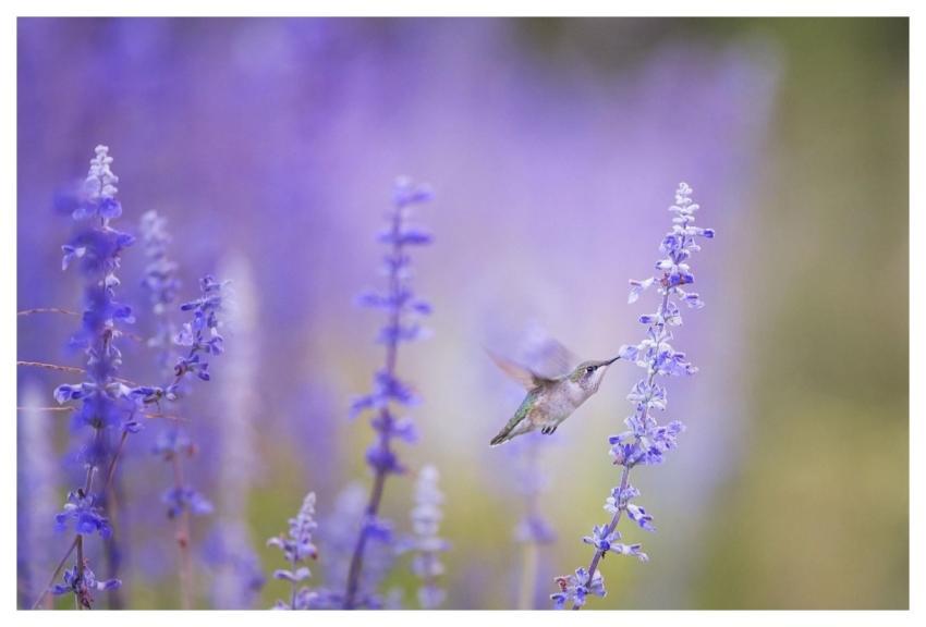 Hummingbird Beautiful Flowers Flight Flowers