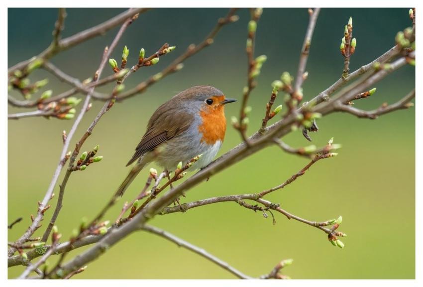 Robin Bird Wild Bird Songbird