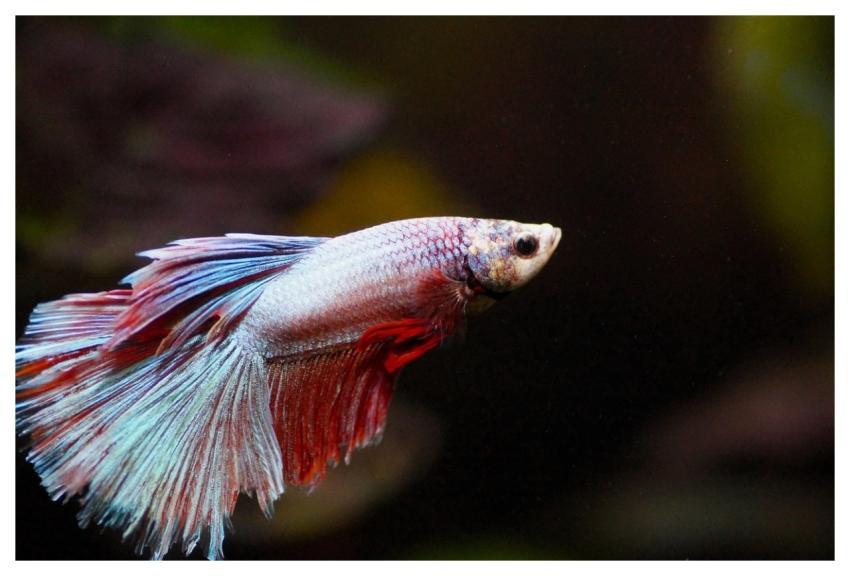 Fish Nature Beta Aquarium