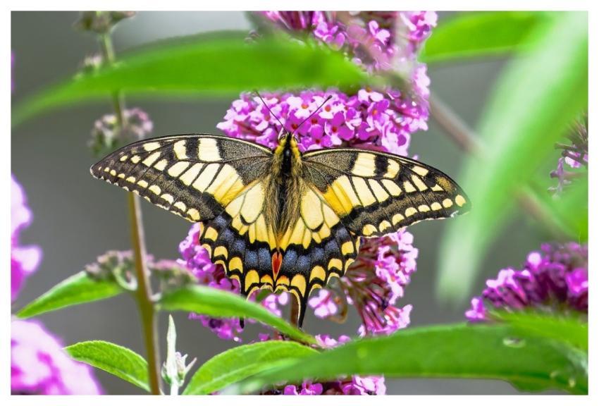 Dovetail Butterfly Edelfalter Insect