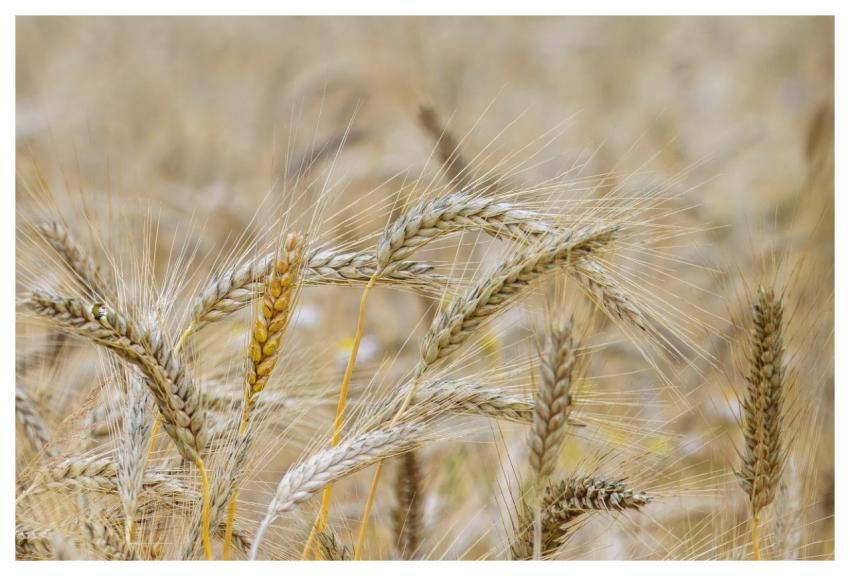 Wheat Grain Agriculture Harvest