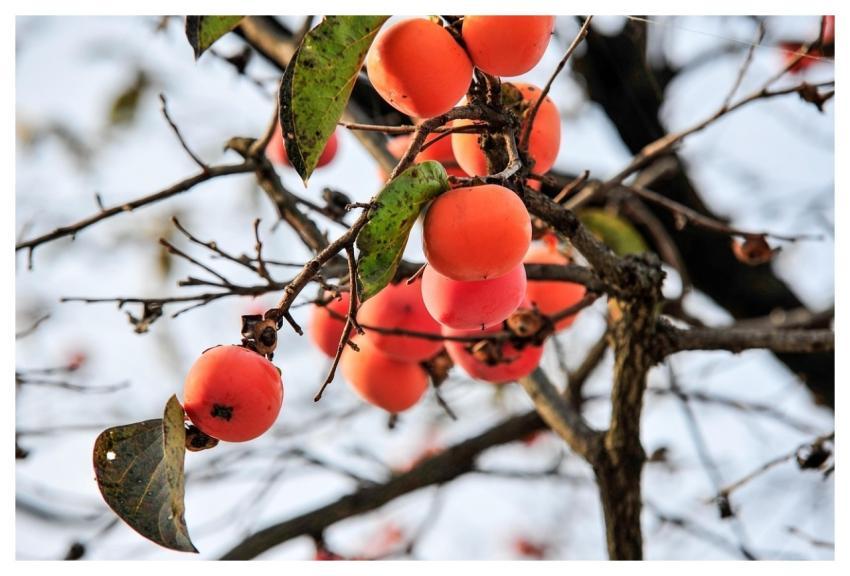 Autumn Thanksgiving Persimmon Nature