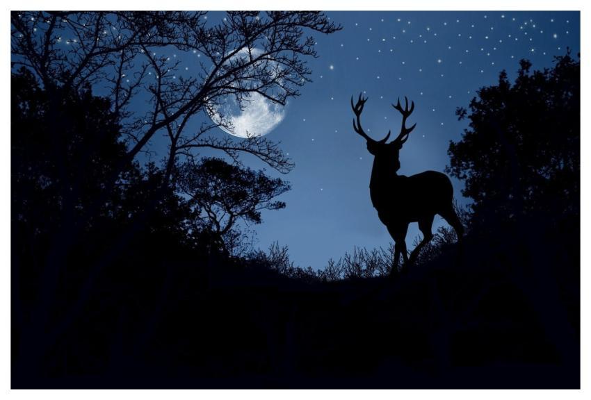 Landscape Deer Moon Trees
