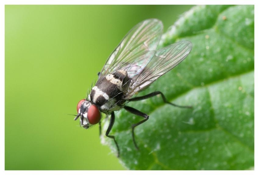 Fly Insect Leaf Wings