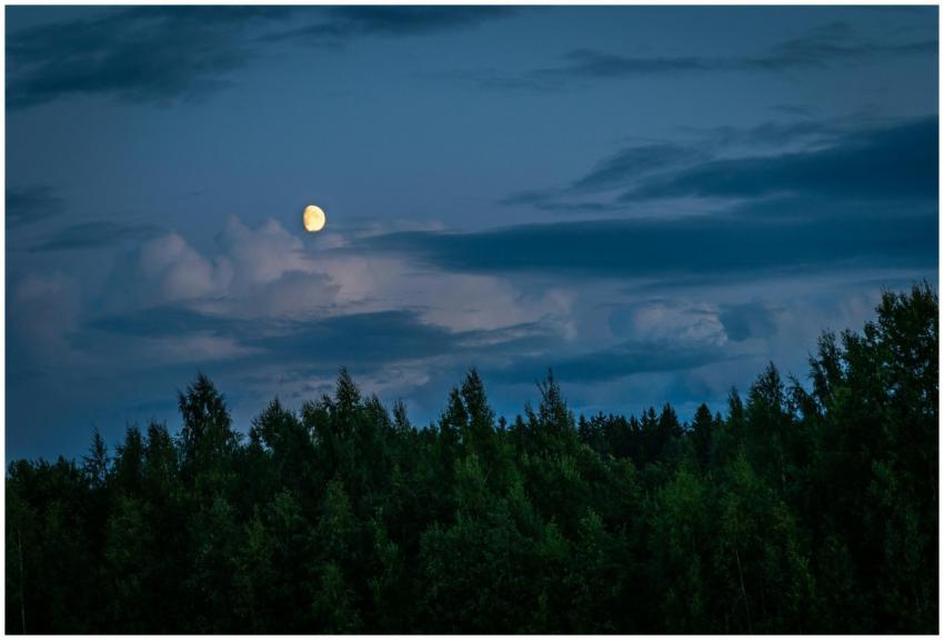 A serene, moonlit forest scene under a cloudy nigh