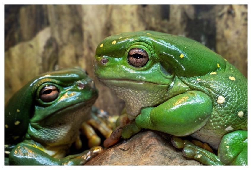 Frogs Tree Frogs Magnificent Tree Frogs Splendid T