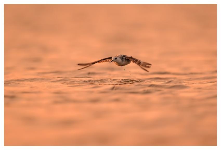 Bird Nature Animal Plumage