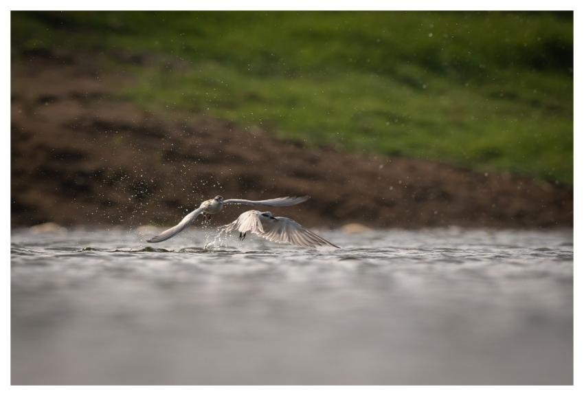 Bird Nature Animal Plumage