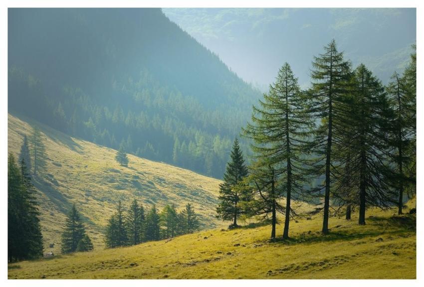 Nature Travel Forest Landscape