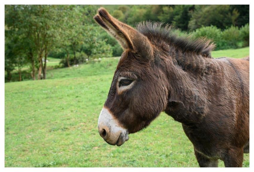 Donkey Mammal Animal Wildlife
