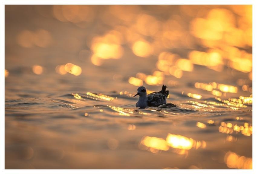 Bird Nature Animal Plumage