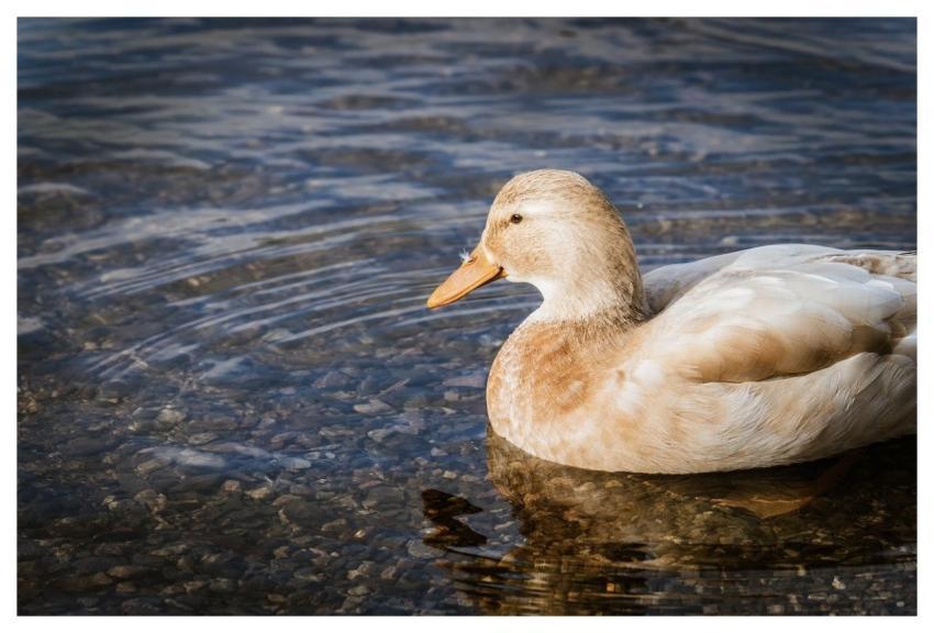 Duck Water Animal Water Bird