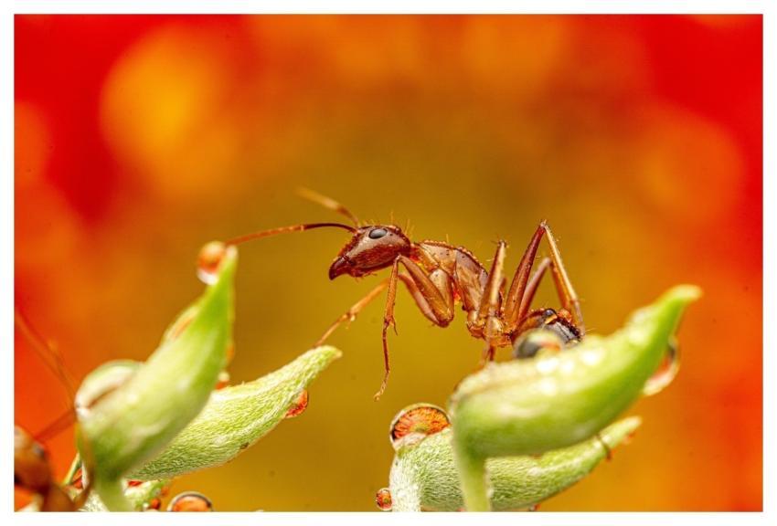 Ant Insect Bug Plants