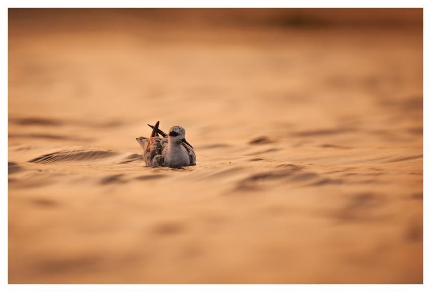 Bird Nature Animal Plumage