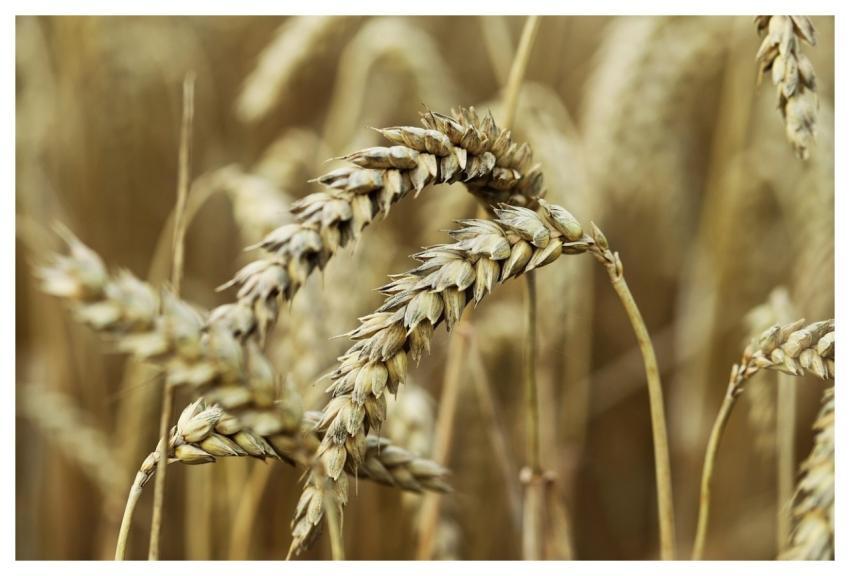 Corn Field Grain Cornfield