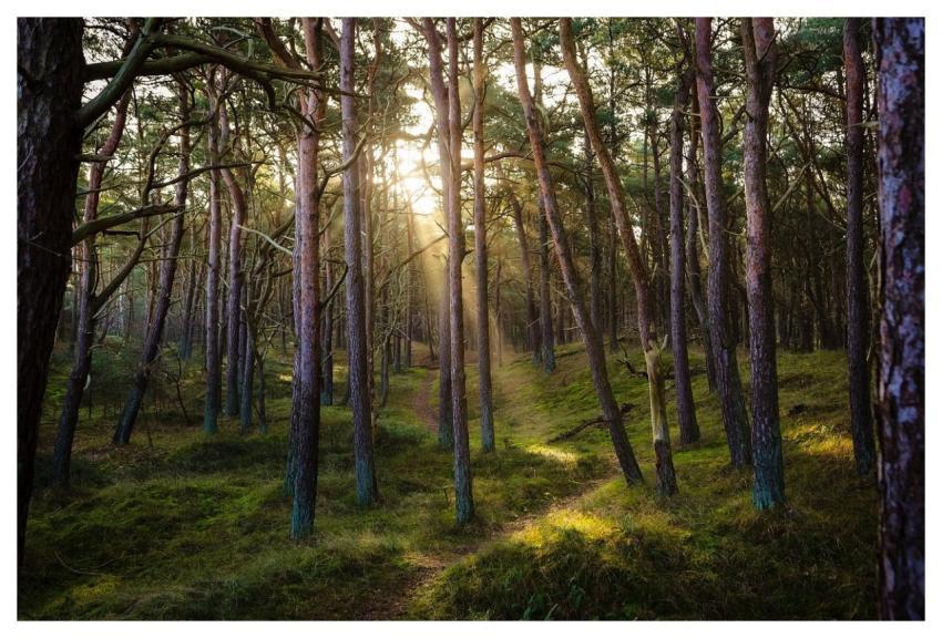 Forest Nature Sun Sunbeams