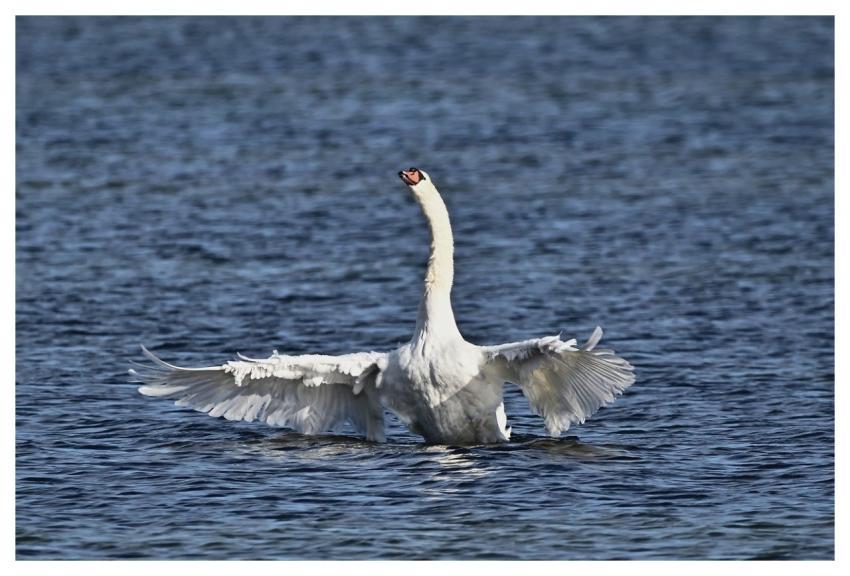 Swan Mute Swan Lake Water Bird