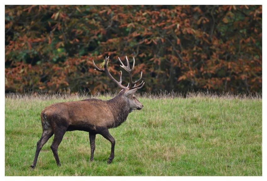 Deer Fall Meadow Forest
