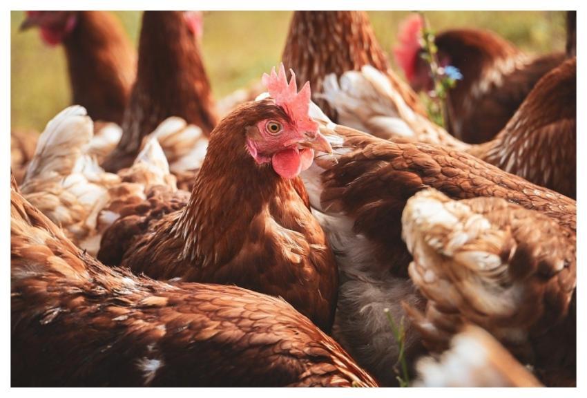 Chicken Nature Poultry Farm Yard