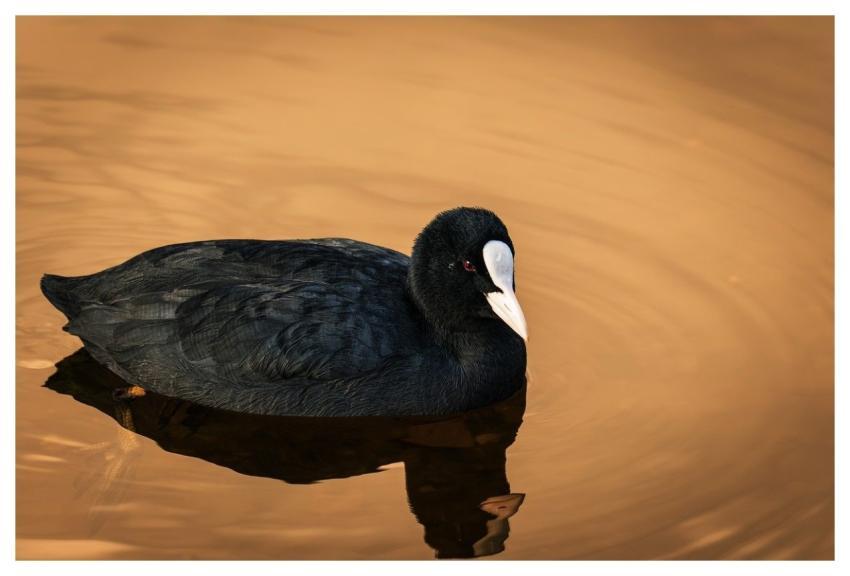 Coot Nature Water Water Bird