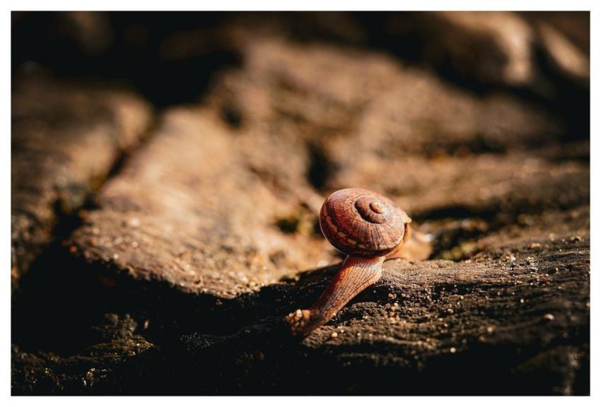 Bullfrog Toad Nature Amphibian