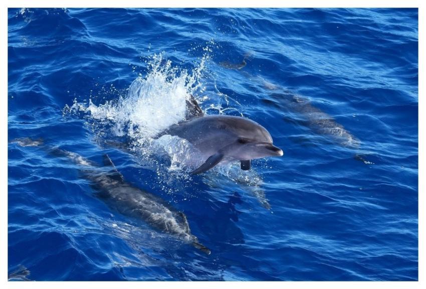 Dolphin Ocean Fountain Leap