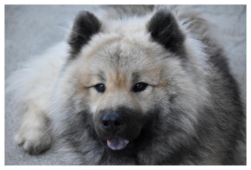 Eurasier Olaf Companion Dog Dog Canine