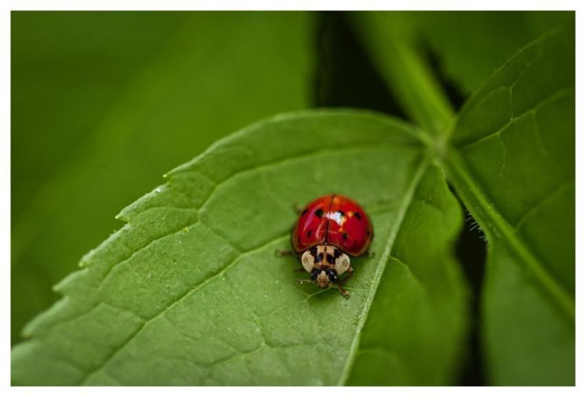 Ladybug Nature Insect Beetle