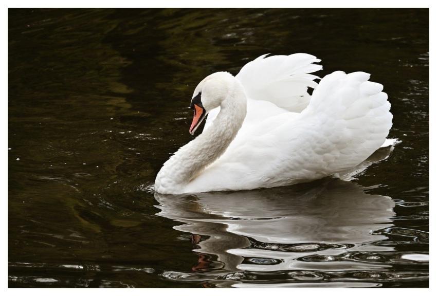 Swan Bird Nature Water Bird