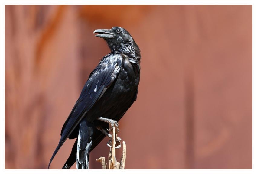 Raven Nature Bird Black