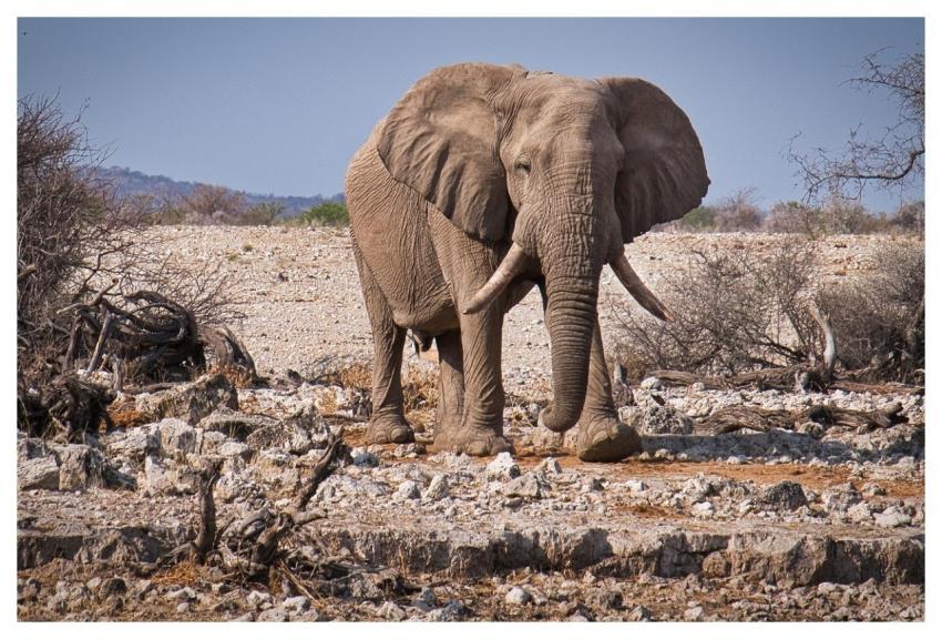Elephant Etosha Namibia Wildlife