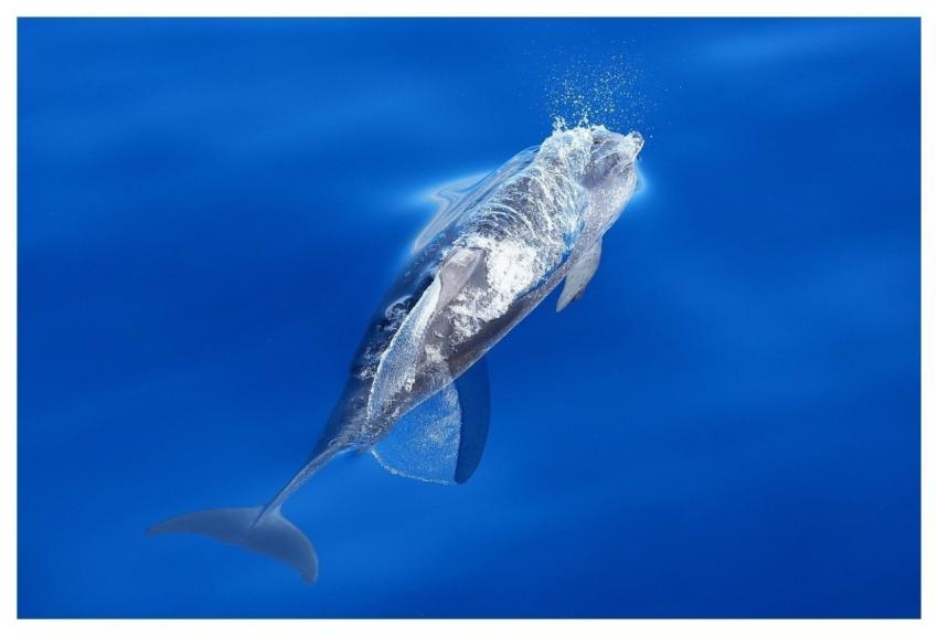 Dolphin Ocean Fountain Leap