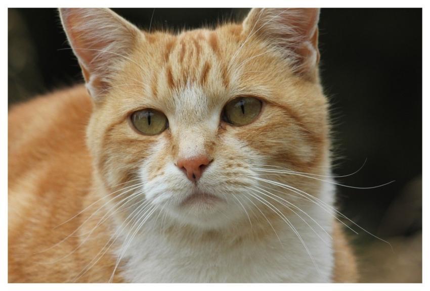 Pet Cat Animal Nature