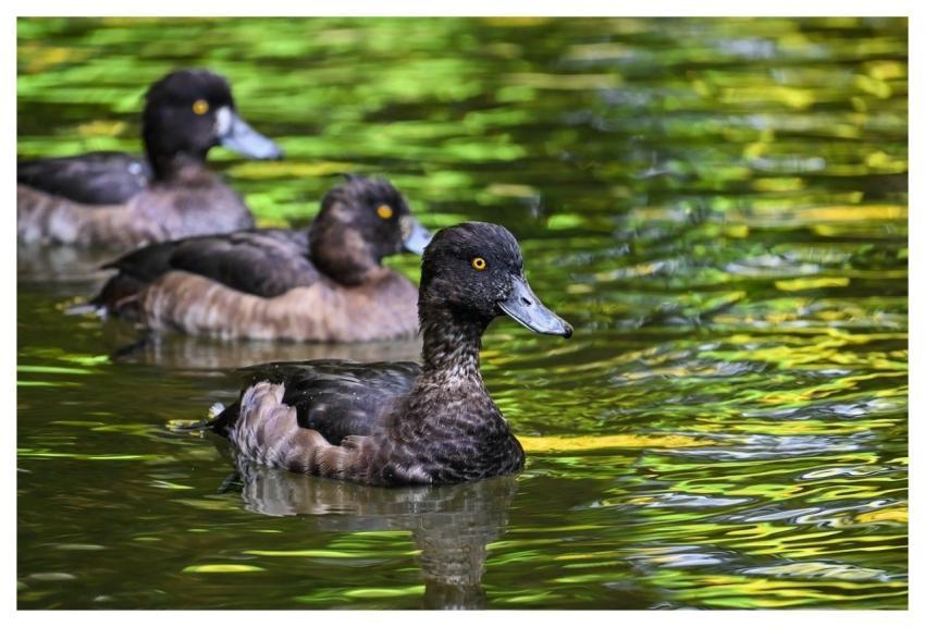 Duck Nature Bird Water Bird
