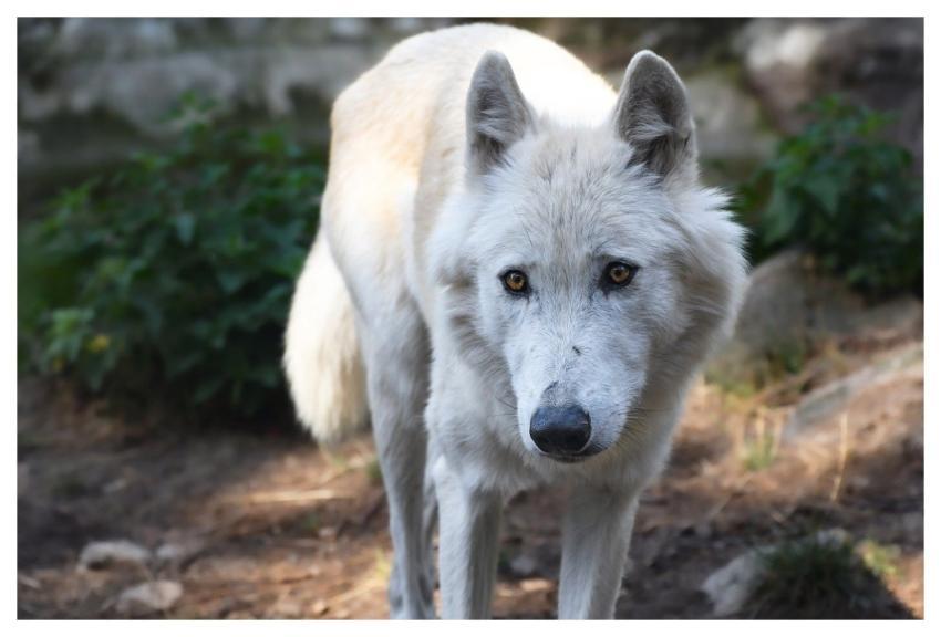 Wolf Animal Canine Predator