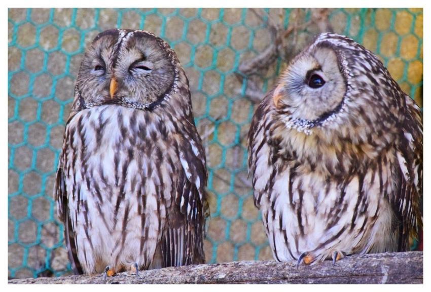 Owl Two Birds Mottled Japan