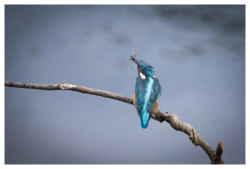 Bird Nature Animal Wildlife