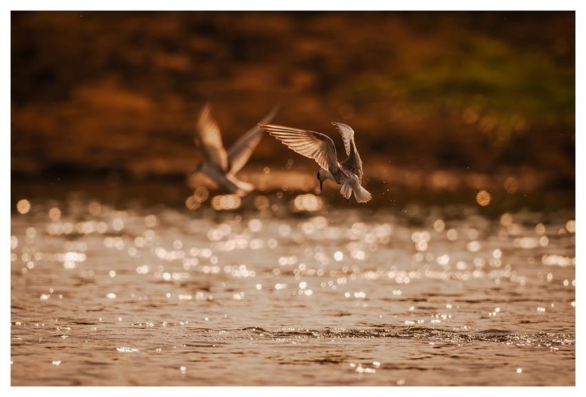 Bird Nature Animal Wildlife