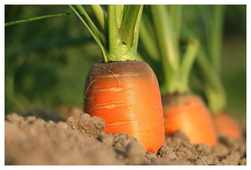 Carrot Growth Vegetables Agriculture