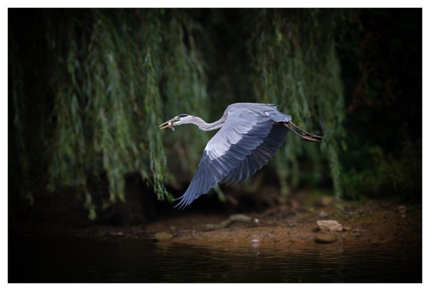 Bird Nature Animal Wildlife