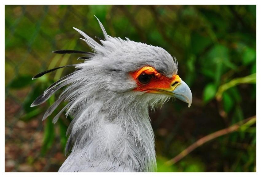 Bird Exotic Animal View