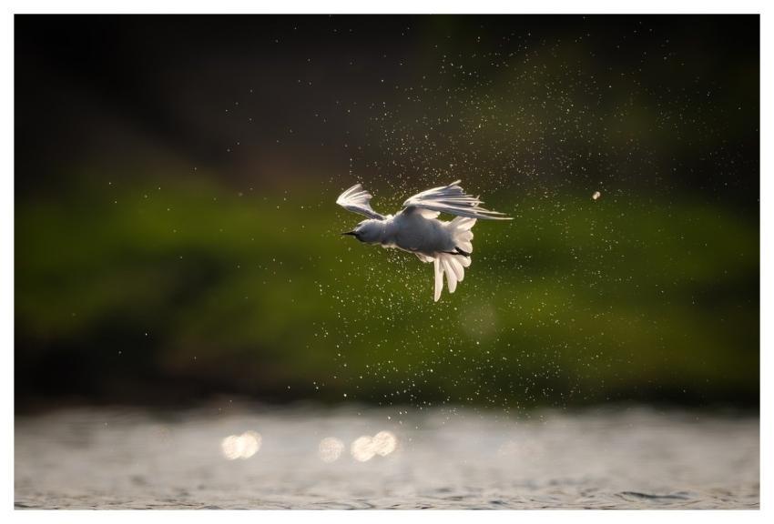 Bird Nature Animal Wildlife